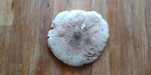 Kania smażona na maśle - Parasol mushroom fried in butter ingredients